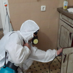 Дезинфекция от муравьев в квартире в Дубровицах
